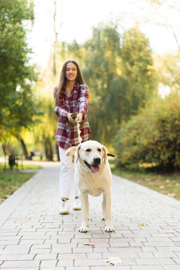 Jobs for 16 Year Olds as a dog walker.